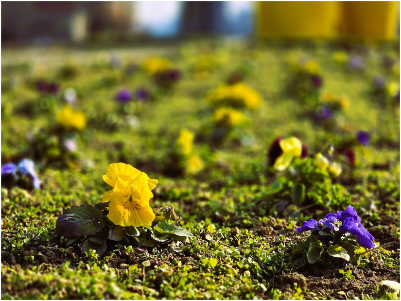 ZDROJ: Humenné MsÚ, www.humenne.sk