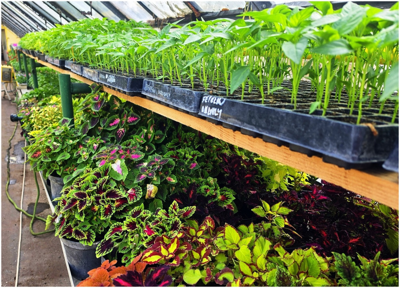 ZDROJ: Humenné MsÚ, www.humenne.sk